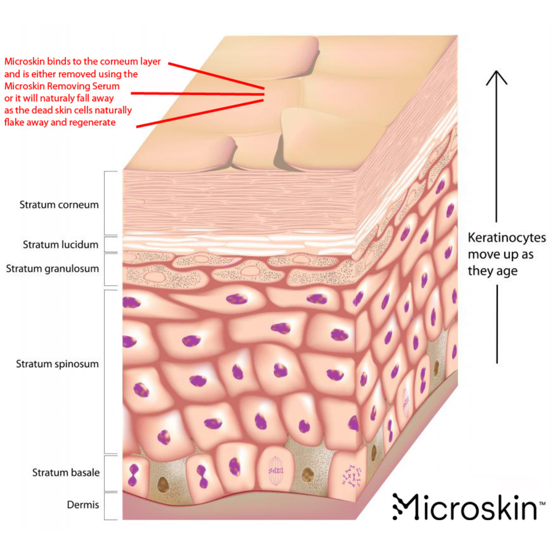 Anatomy_of_Epidermis.png